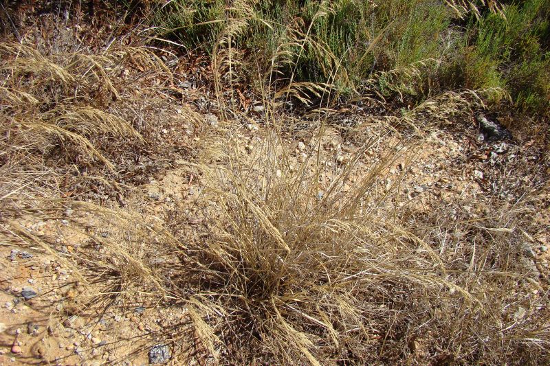 da identificaer IV: Oryzopsis miliacea ??