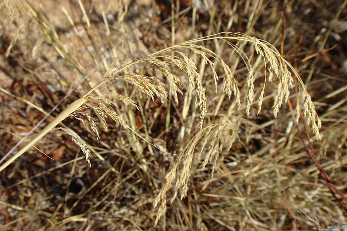 da identificaer IV: Oryzopsis miliacea ??