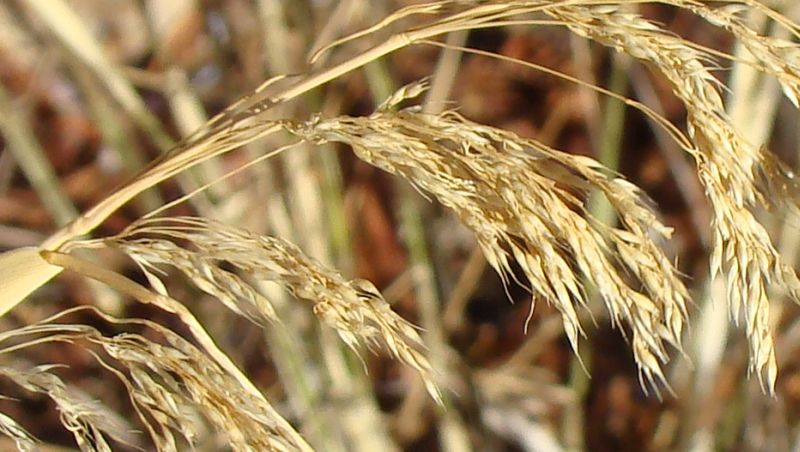 da identificaer IV: Oryzopsis miliacea ??