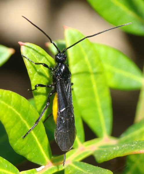 Braconidae