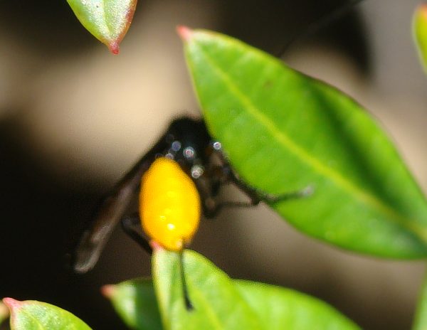Braconidae