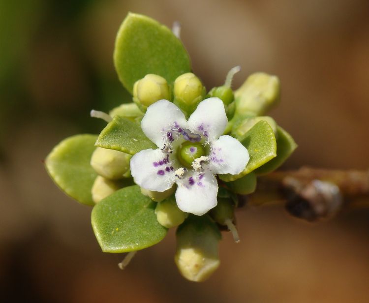 Myoporum tenuifolium