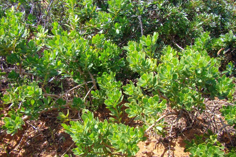 Myoporum tenuifolium