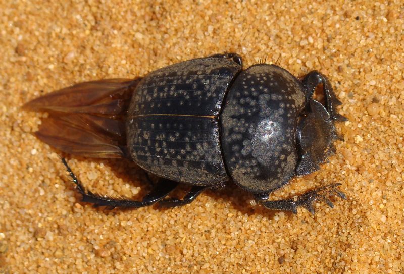 da identificare: Scarabaeus (Ateuchetus) cicatricosus