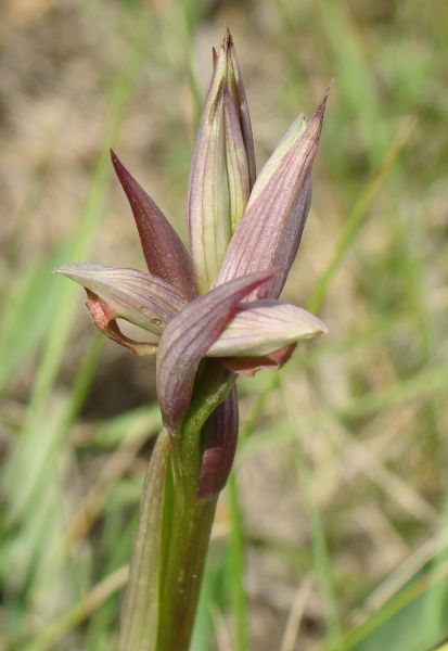 Serapias cordigera ?