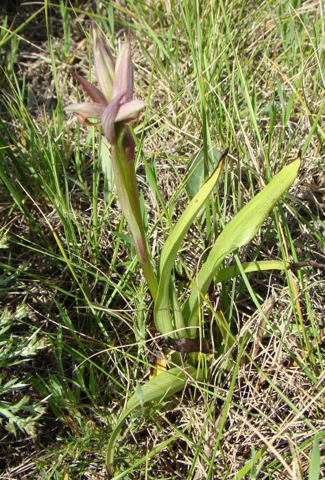 Serapias cordigera ?