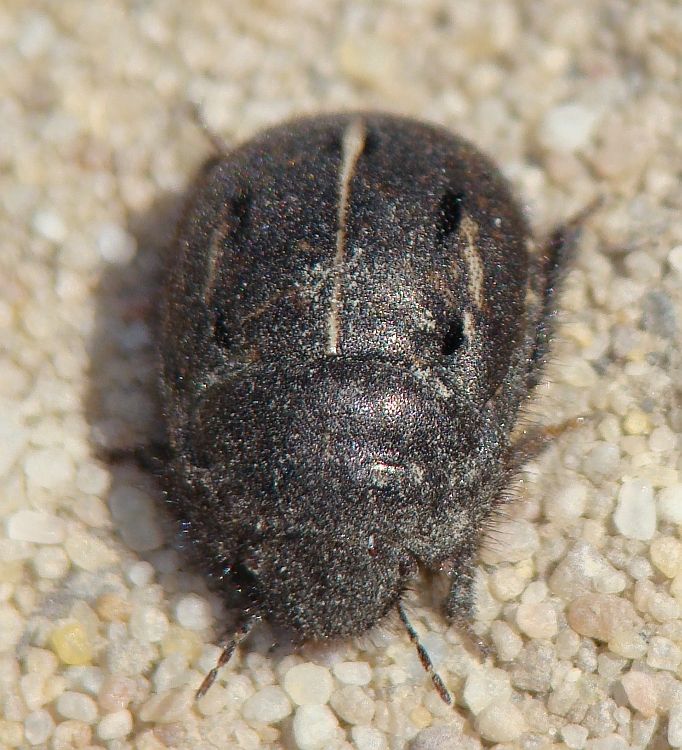 Odontoscelis fuliginosa o Odontoscelis lineola ???
