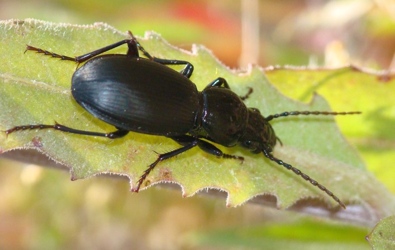 da identificare II Carabidae