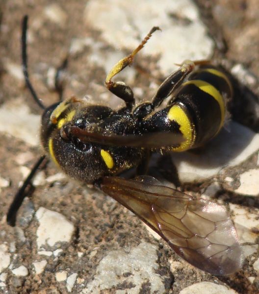 Argogorytes fargeii F (Crabronidae)