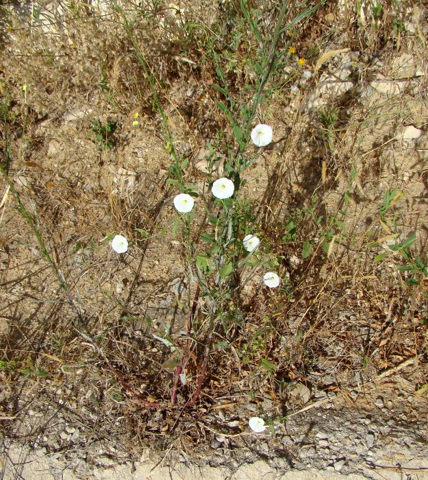 Convolvulus arvensis