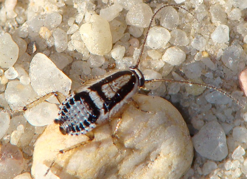 Phyllodromica subaptera ? Piuttosto Phyllodromica brullei