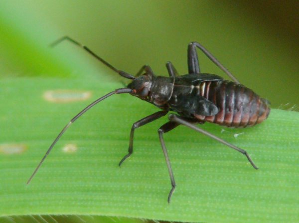 da identificare II