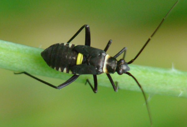 da identificare III