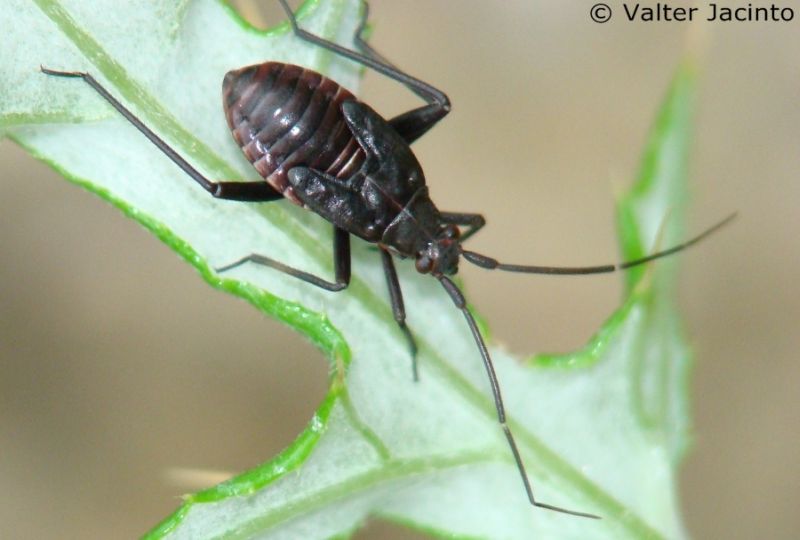 da identificare III