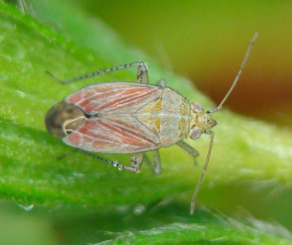 Miridae: Pachyxyphus caesareus dell''Algarve