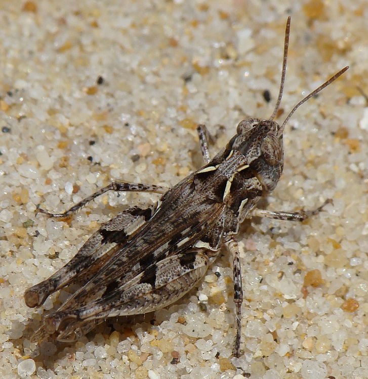 Dociostaurus sp.