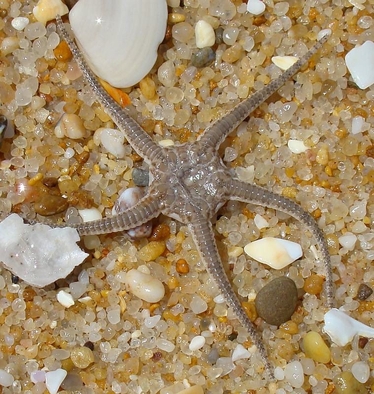 Ophiura cf. ophiura (dal Portogallo)