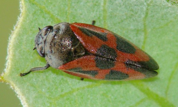 da identificare V.....Haematoloma dorsatum dal Portogallo