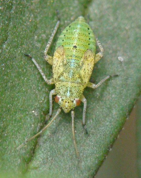 da identificare