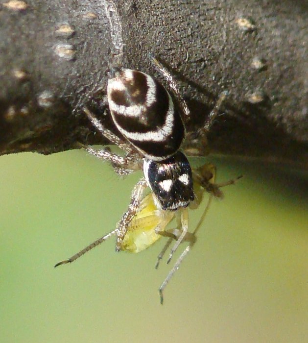 Salticus propinquus