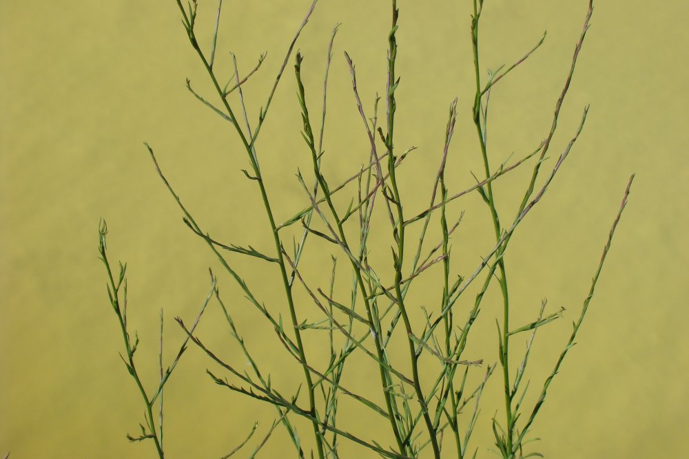 Symphyotrichum squamatum