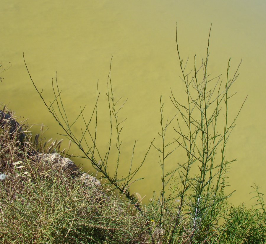 Symphyotrichum squamatum