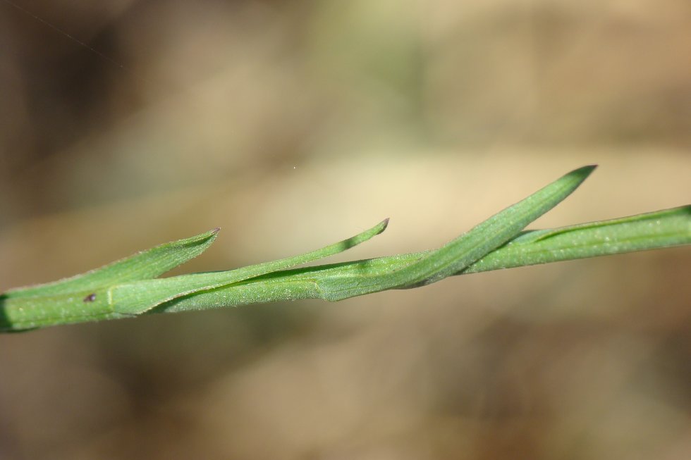 Symphyotrichum squamatum