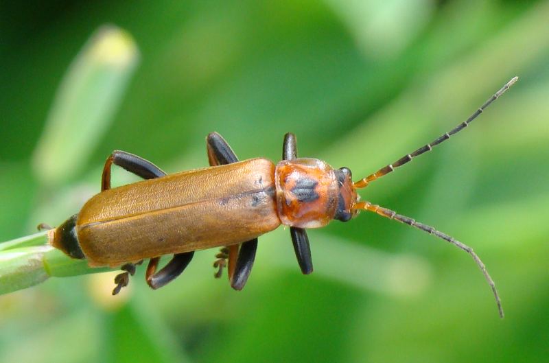 Rhagonycha fulva ?  No, Cantharis coronata