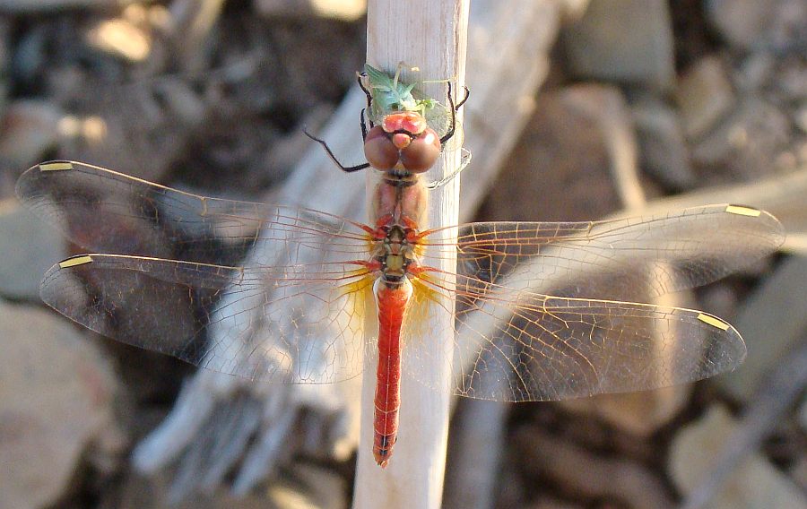 da determinare - Sympetrum fonscolombii