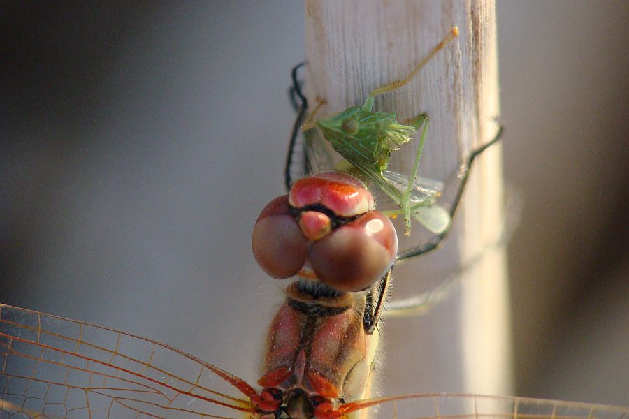 da determinare - Sympetrum fonscolombii
