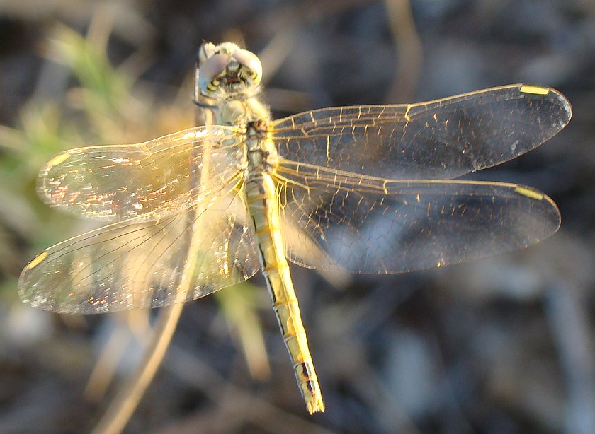 Sympetrum fonscolombei ???