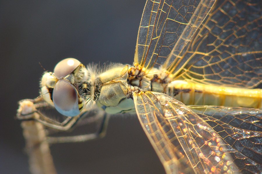 Sympetrum fonscolombei ???