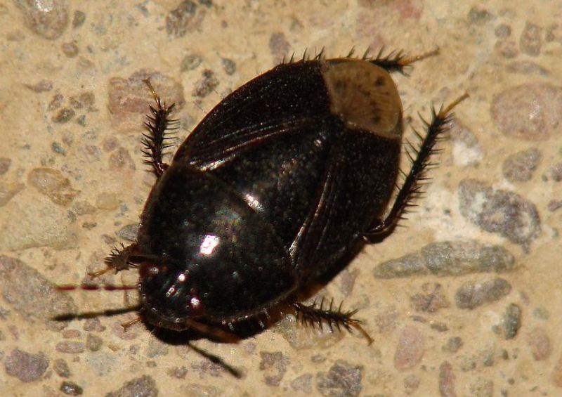 Cydnidae: Macroscytus brunneus dell''Algarve (Portogallo)