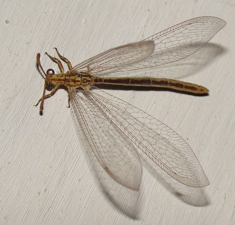 Macronemurus appendiculatus (femmina)