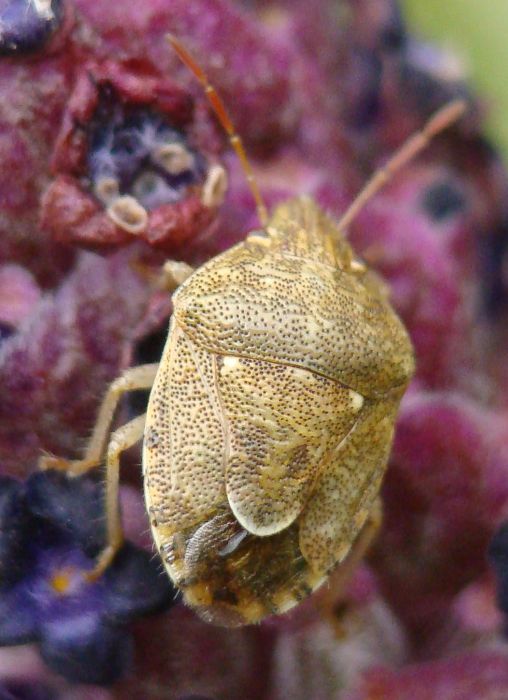 Pentatomidae: Staria lunata dell''Algarve, Portogallo