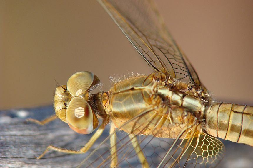 da determinare - Crocothemis erythraea