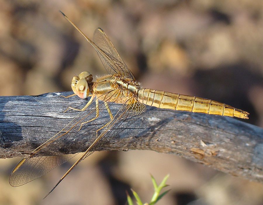 da determinare - Crocothemis erythraea