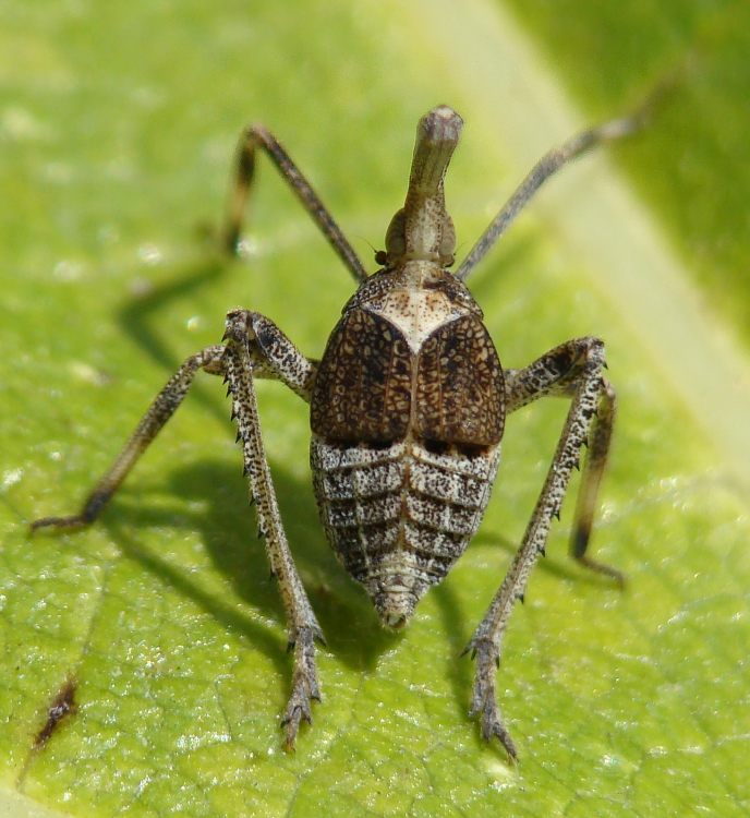 da determinare [ Fam. Dictyopharidae: Bursinia sp.]