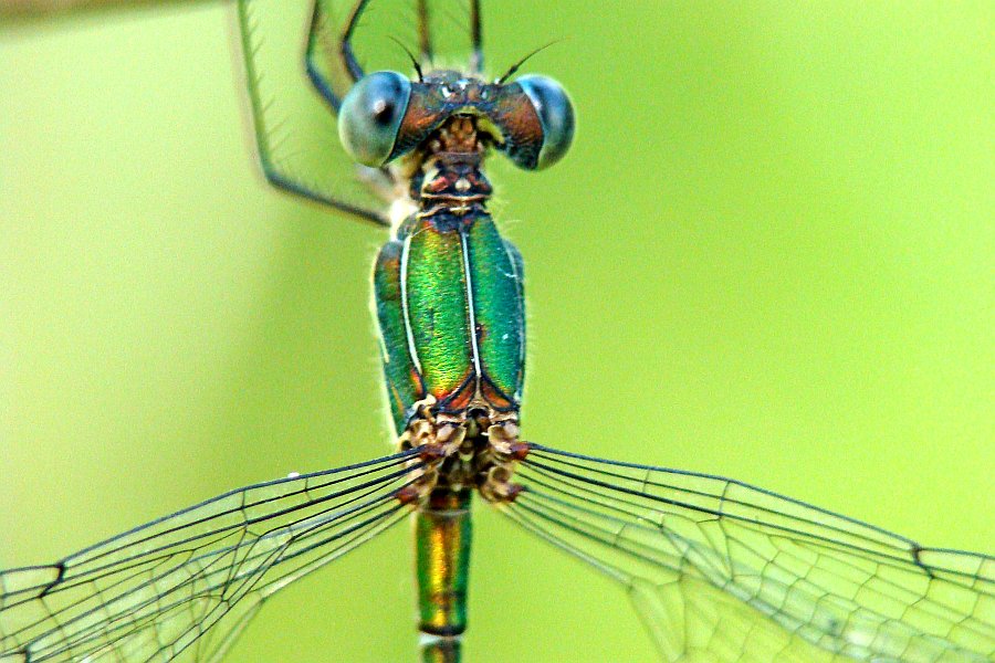 Lestes barbarus ?  No, maschio di Chalcolestes viridis