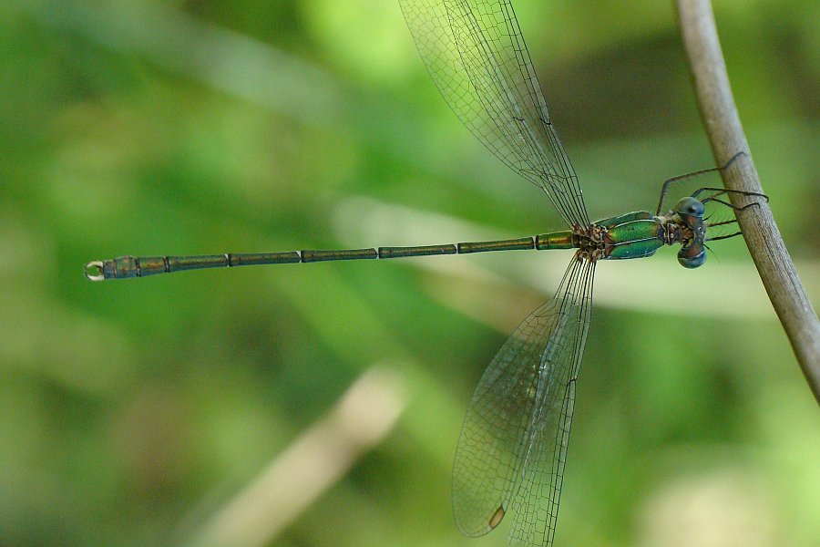 Lestes barbarus ?  No, maschio di Chalcolestes viridis