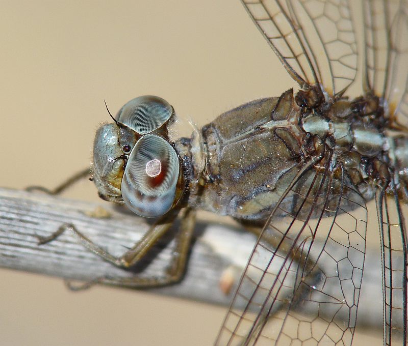da determinare - Orthetrum (coerulescens) anceps