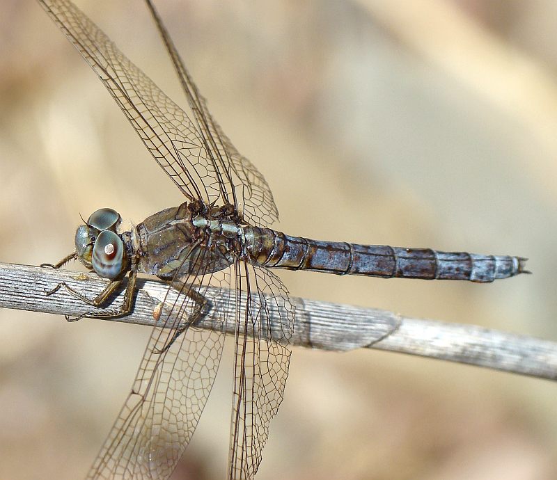 da determinare - Orthetrum (coerulescens) anceps