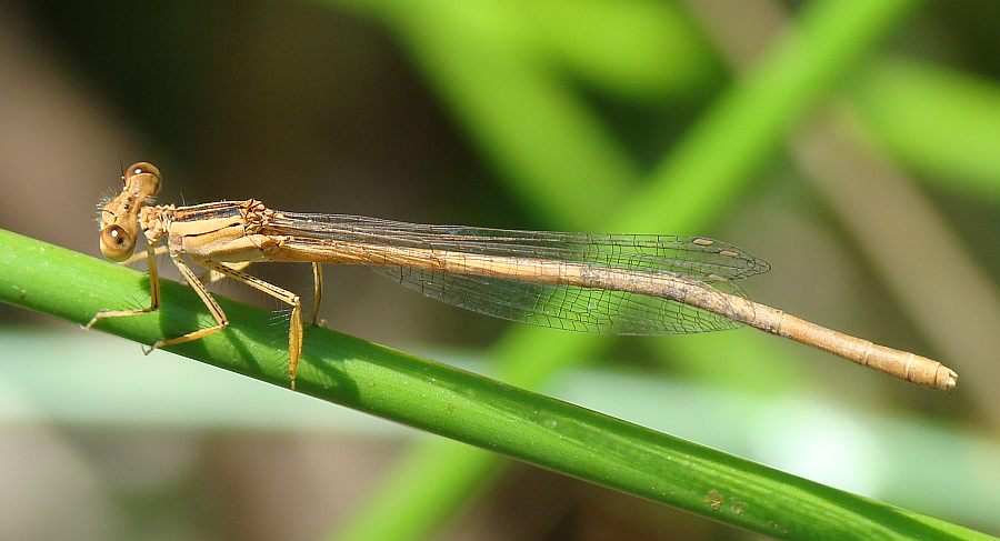 da determinare - Platycnemis latipes