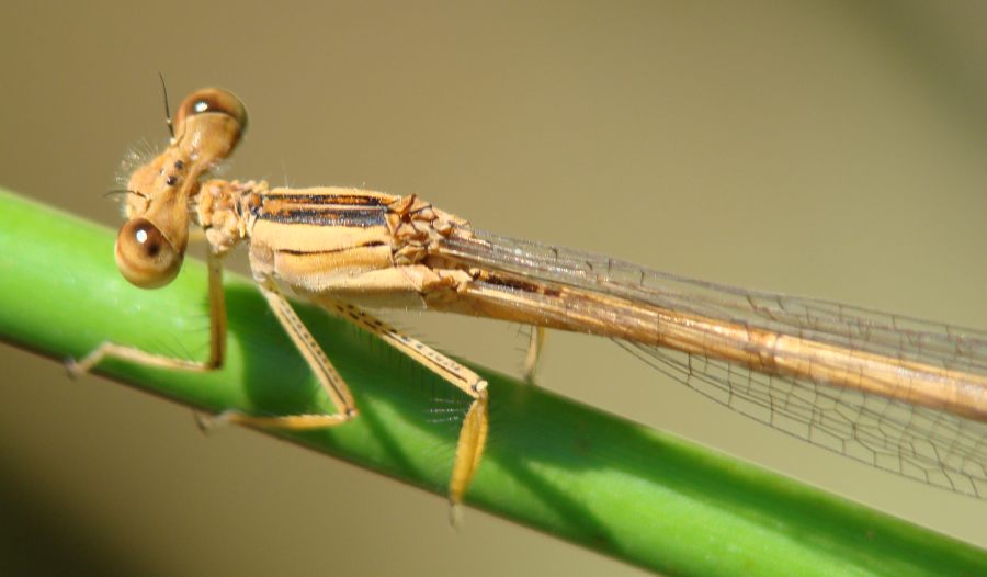 da determinare - Platycnemis latipes