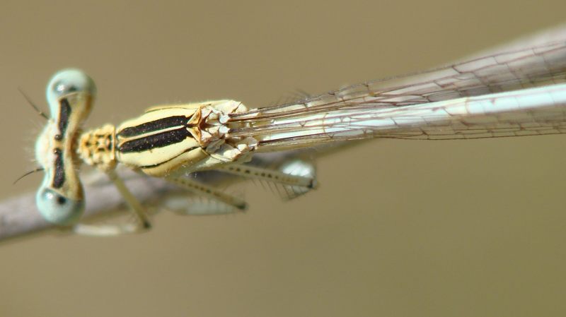 da determinare - Platycnemis latipes