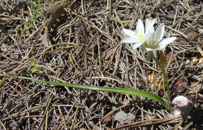 Ornithogalum broteroi ?