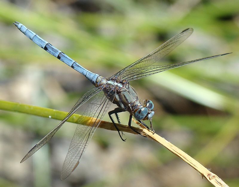 da determinare - Orthetrum chrysostigma