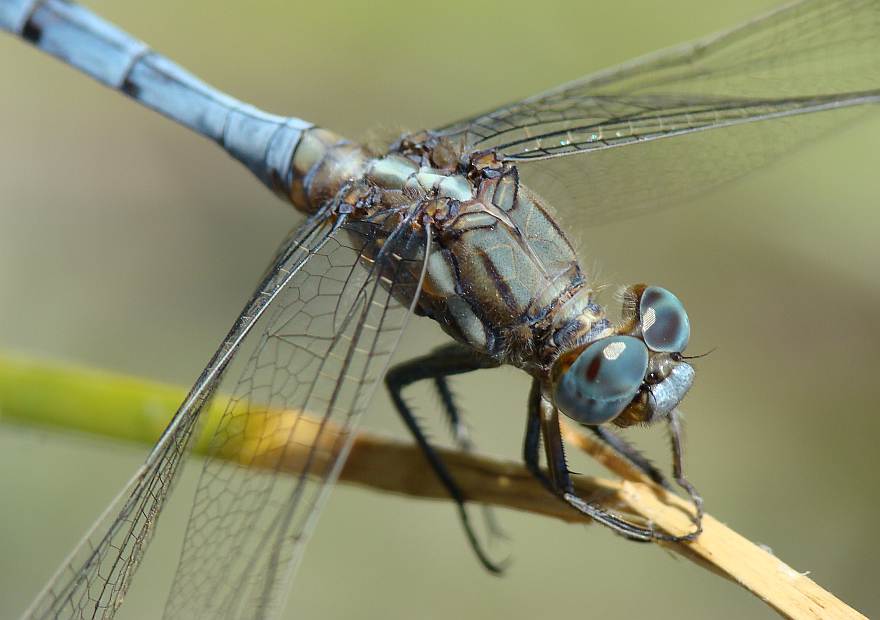 da determinare - Orthetrum chrysostigma