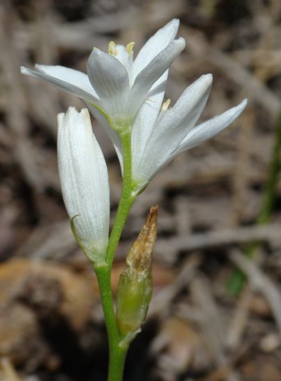 Ornithogalum broteroi ?