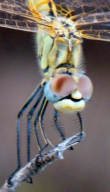 Sympetrum fonscolombei (femmina)